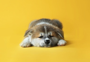 Photo of Adorable Akita Inu puppy on yellow background