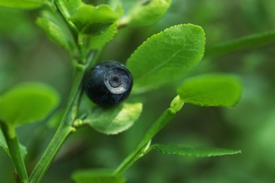 One bilberry growing in forest, closeup. Seasonal berries