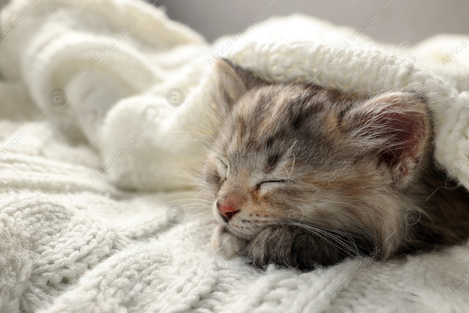 Photo of Cute kitten sleeping in white knitted blanket