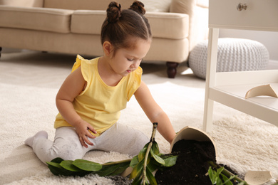 Little girl near houseplant and broken pot at home