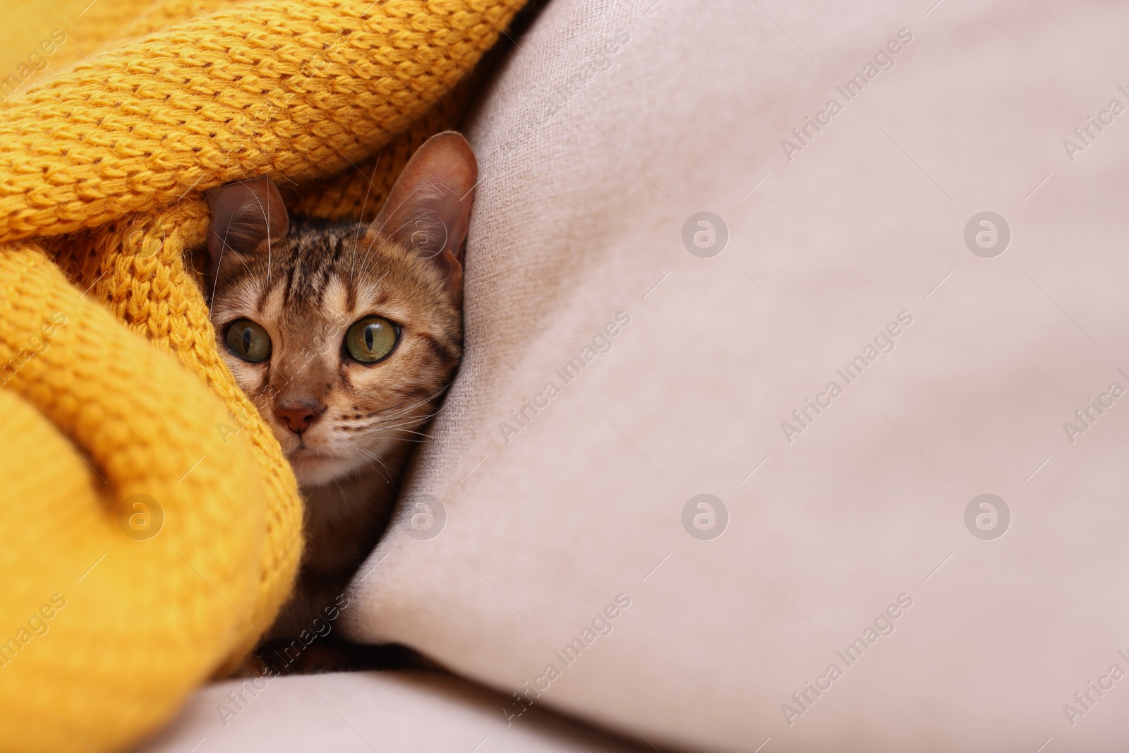 Photo of Cute Bengal cat lying on sofa with blanket at home, closeup and space for text. Adorable pet