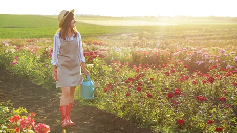 Woman with watering can walking near rose bushes outdoors. Gardening tool