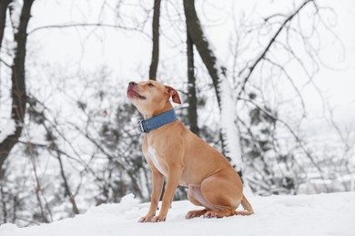 Cute ginger dog sitting in snowy forest