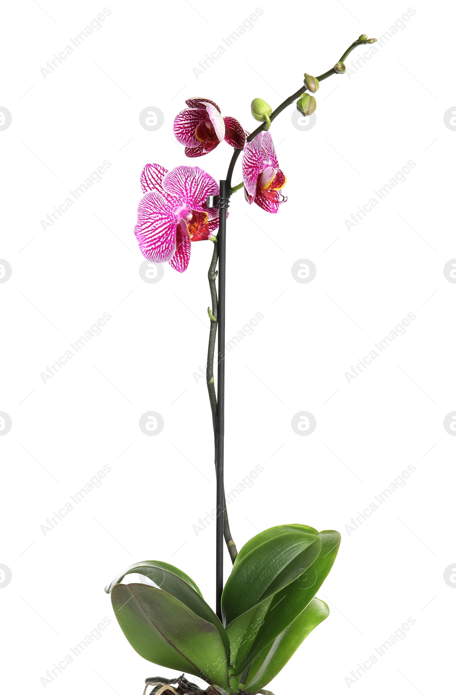 Photo of Beautiful tropical orchid flower on white background