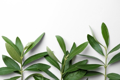 Photo of Twigs with fresh green olive leaves on white background, top view