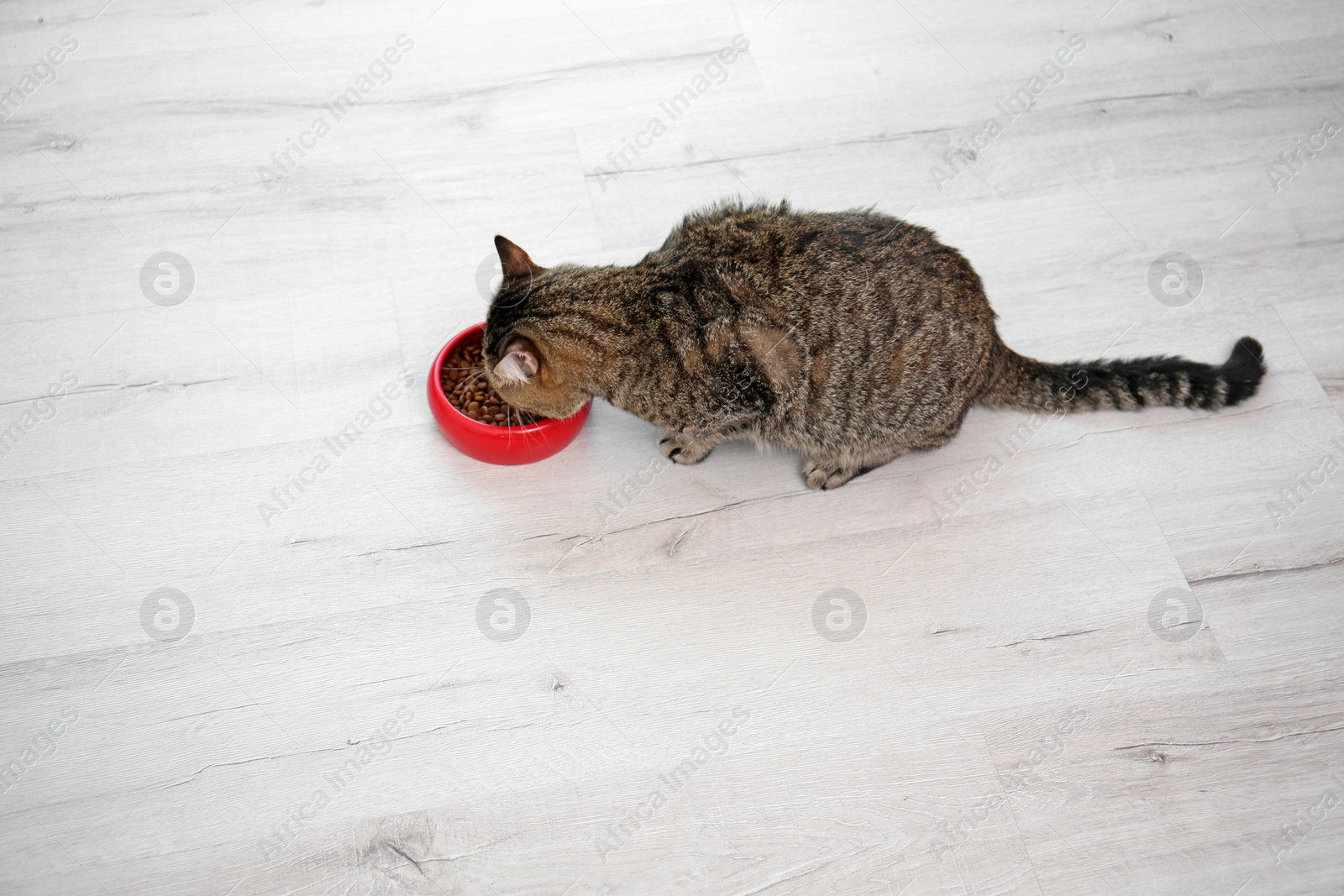 Photo of Adorable cat near bowl of food indoors. Pet care