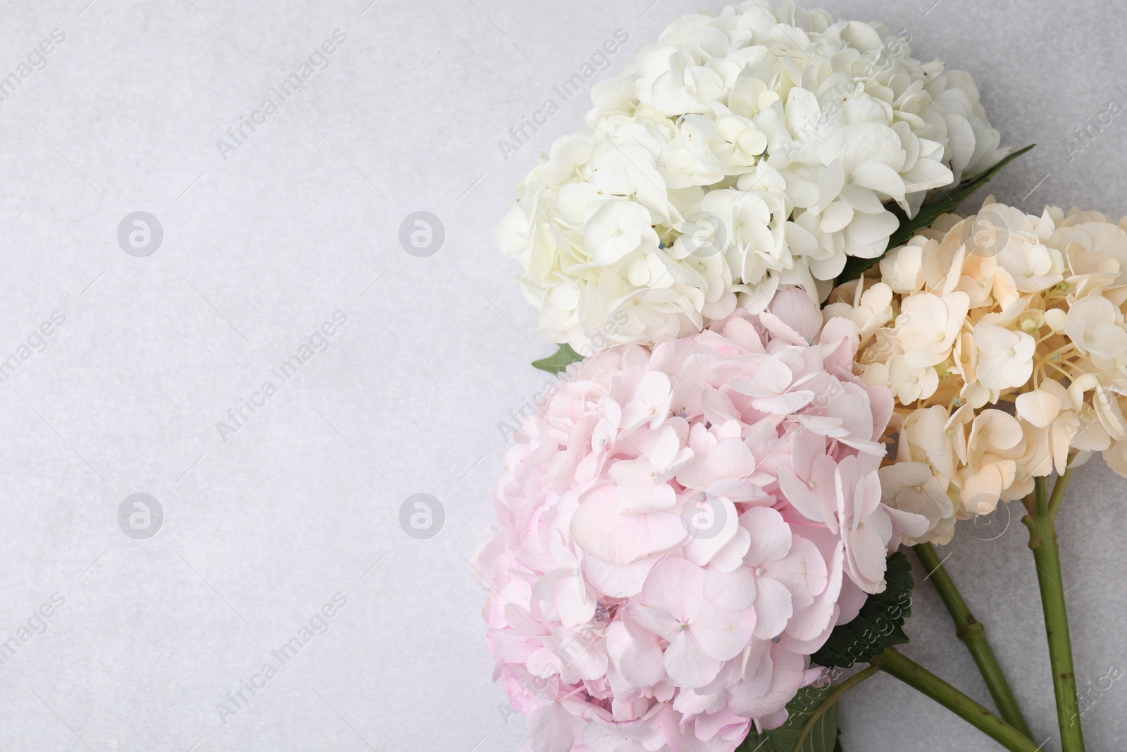 Photo of Beautiful pastel hydrangea flowers on light textured background, top view. Space for text