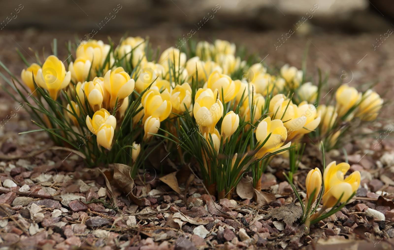 Photo of Beautiful yellow crocus flowers growing in garden