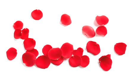 Photo of Fresh red rose petals on white background, top view