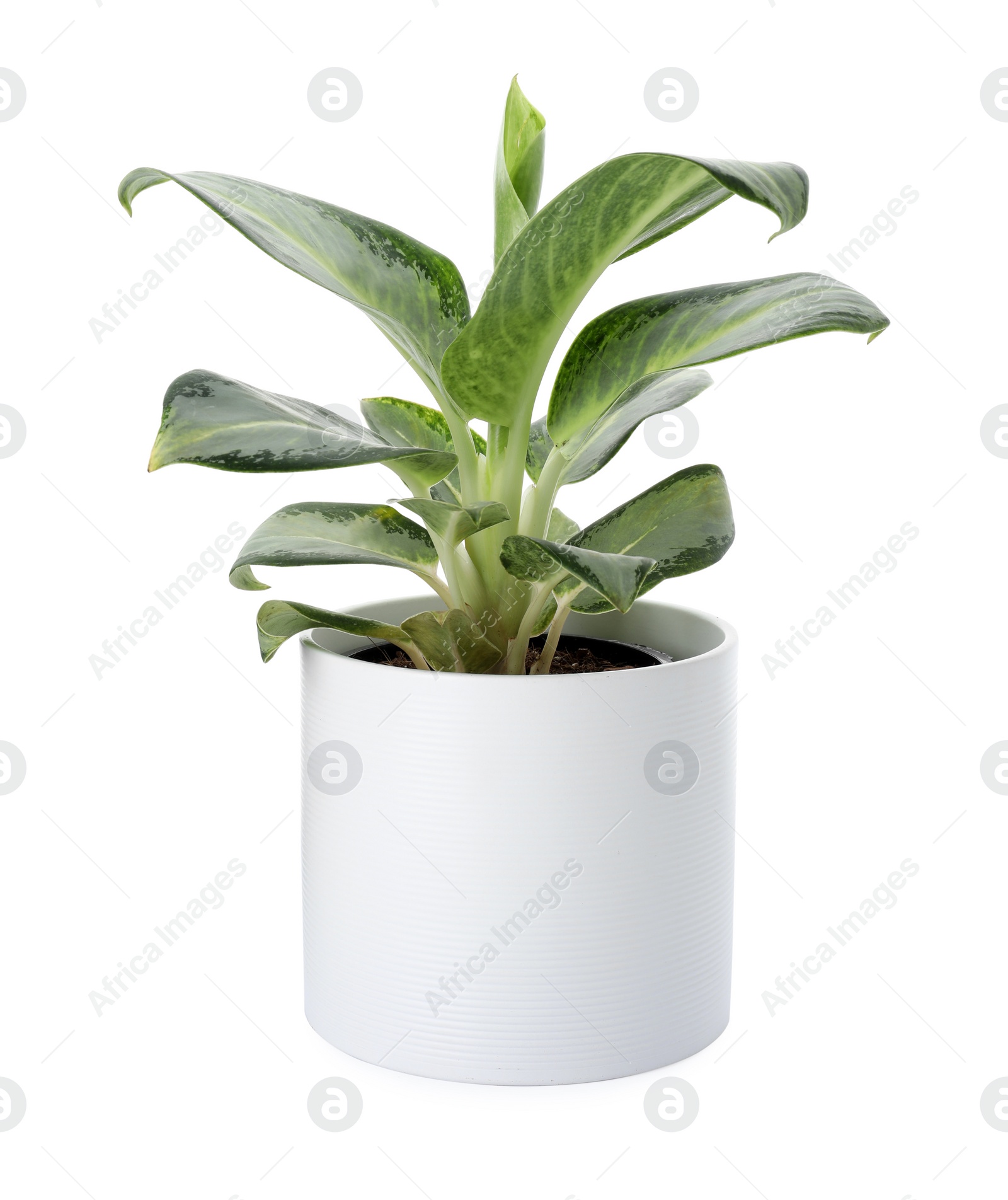 Photo of Beautiful Aglaonema plant in flowerpot isolated on white. House decor