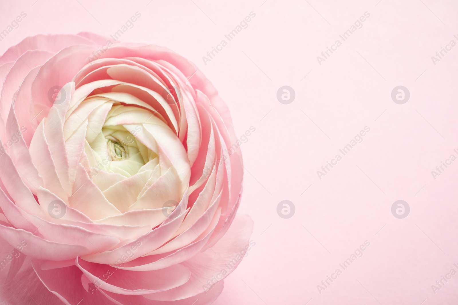 Photo of Beautiful ranunculus flower on color background