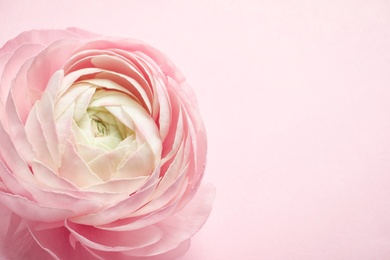 Photo of Beautiful ranunculus flower on color background