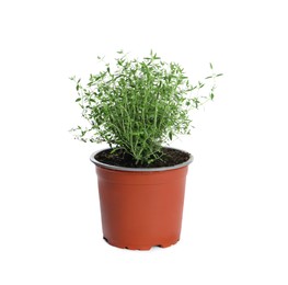 Photo of Aromatic green thyme in pot isolated on white