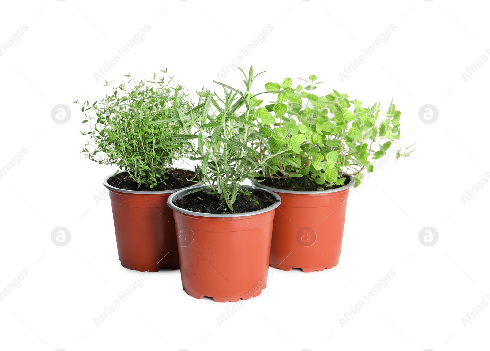 Photo of Different aromatic potted herbs on white background