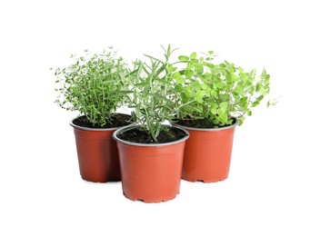 Photo of Different aromatic potted herbs on white background