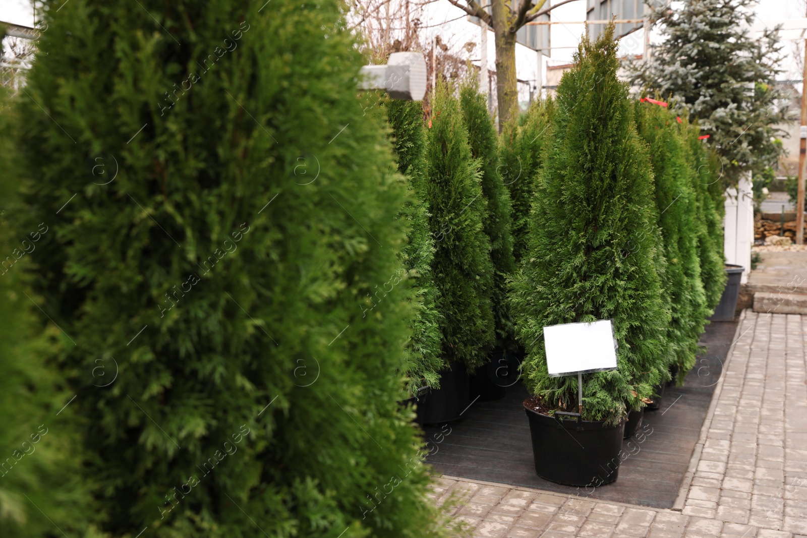 Photo of Potted coniferous plants at Christmas tree market. Space for text