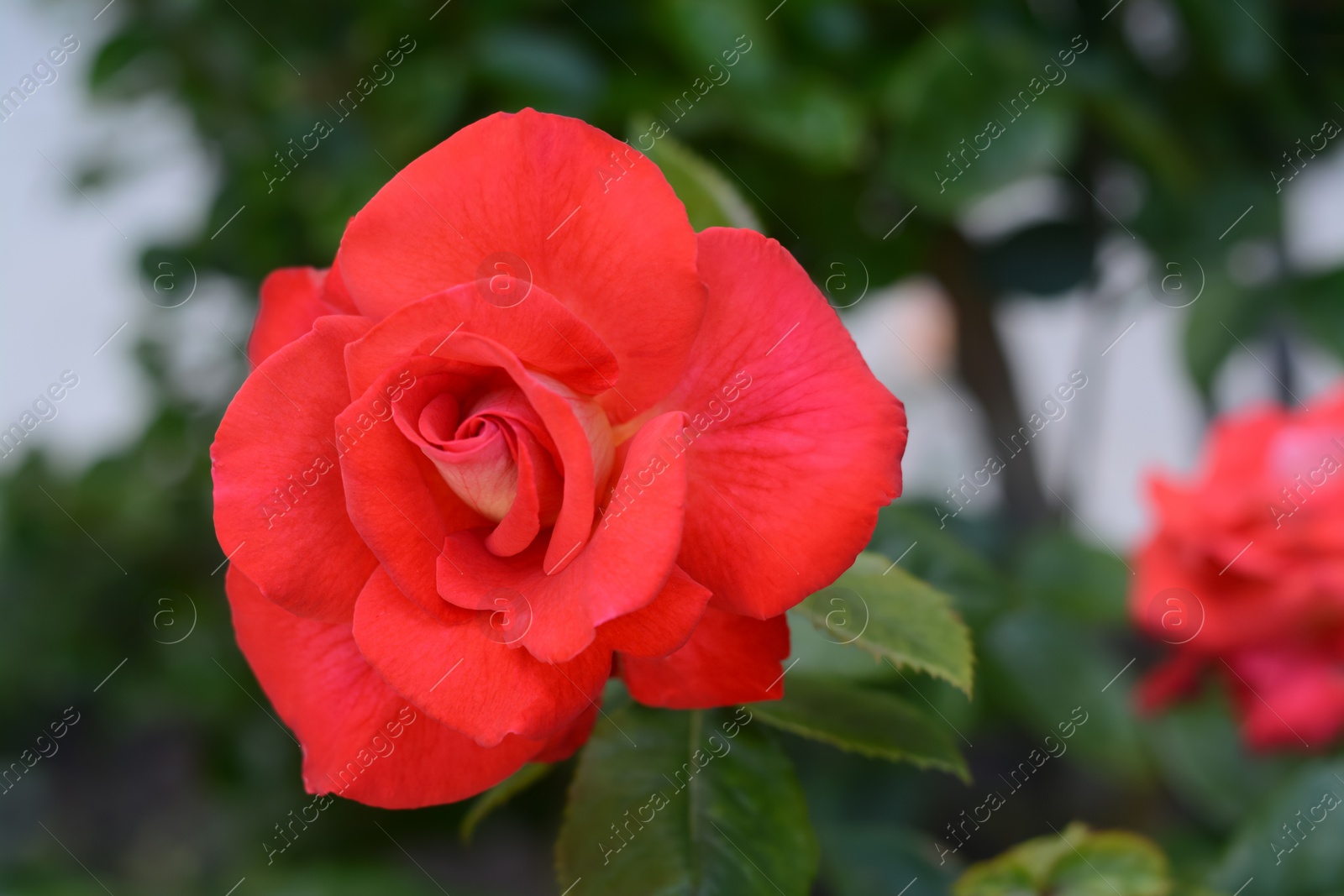 Photo of Beautiful coral rose flower blooming outdoors, closeup. Space for text