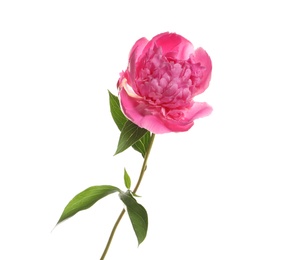 Fragrant bright peony on white background. Beautiful spring flower