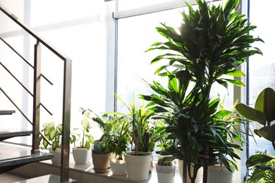 Different potted plants on window sill at home