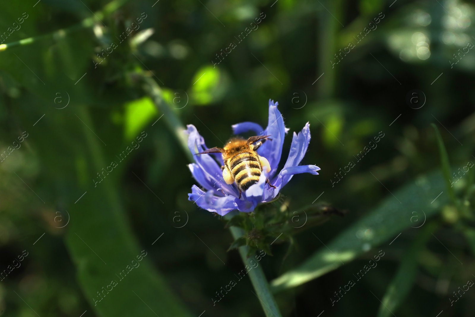 Photo of Honeybee collecting nectar from chicory flower outdoors, closeup