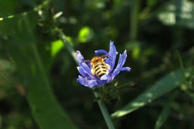 Photo of Honeybee collecting nectar from chicory flower outdoors, closeup