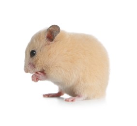 Photo of Adorable Syrian hamster on white background. Small pet