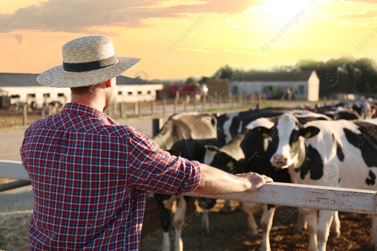 Photo of Worker standing near cow pen on farm. Animal husbandry