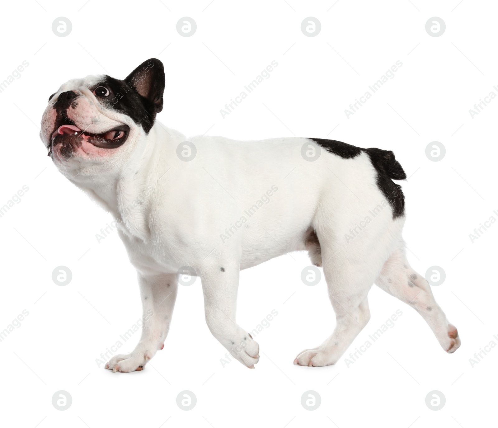 Photo of French bulldog on white background. Adorable pet