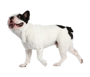 Photo of French bulldog on white background. Adorable pet