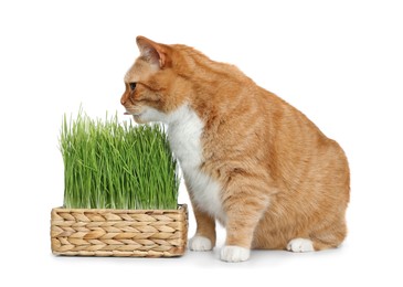 Cute ginger cat and potted green grass on white background