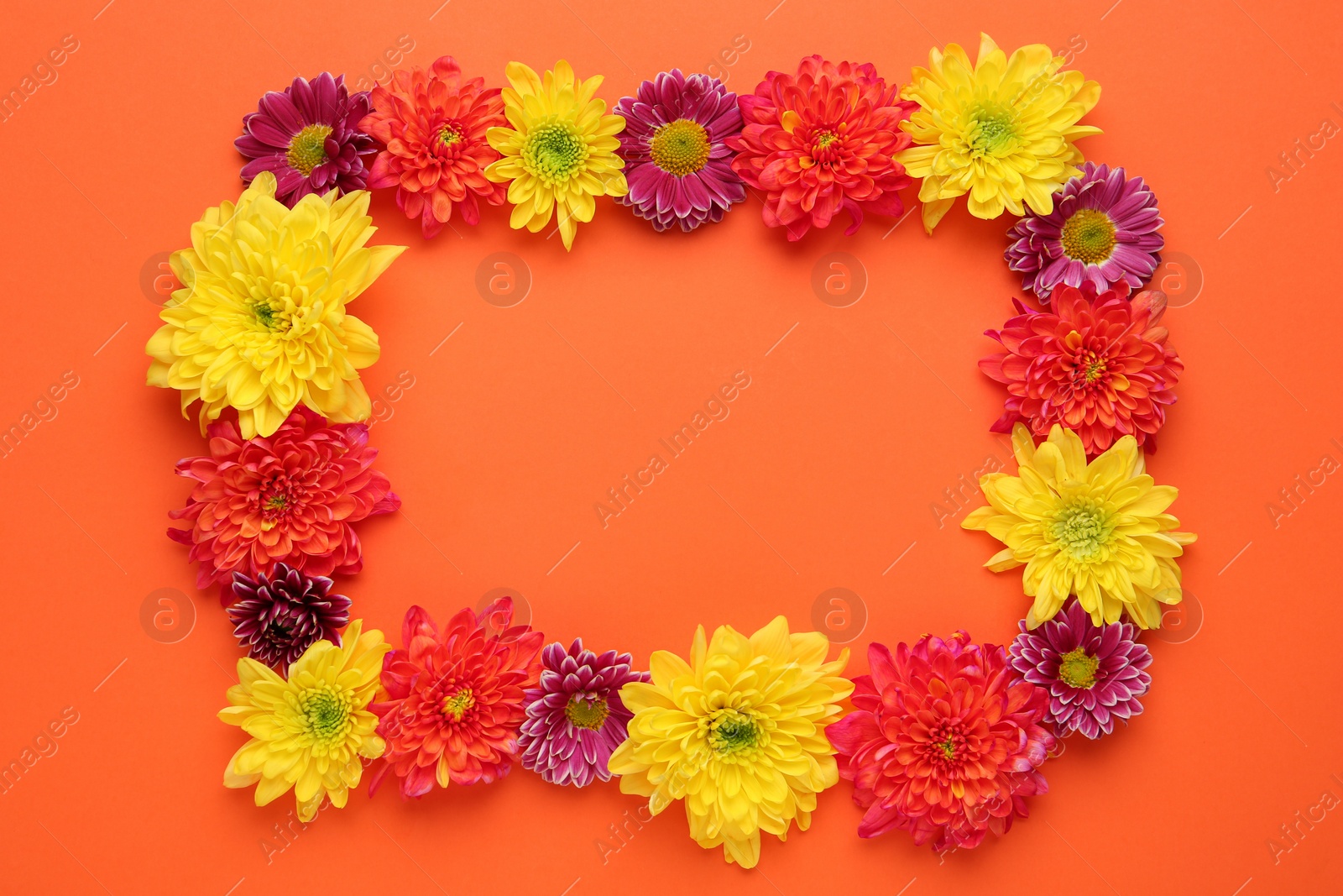 Photo of Frame made of beautiful chrysanthemum flowers on orange background, flat lay. Space for text