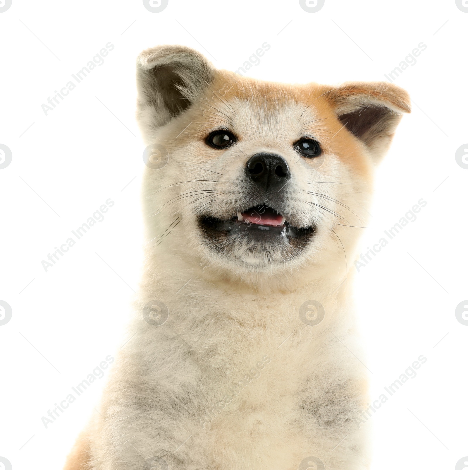 Photo of Cute akita inu puppy isolated on white