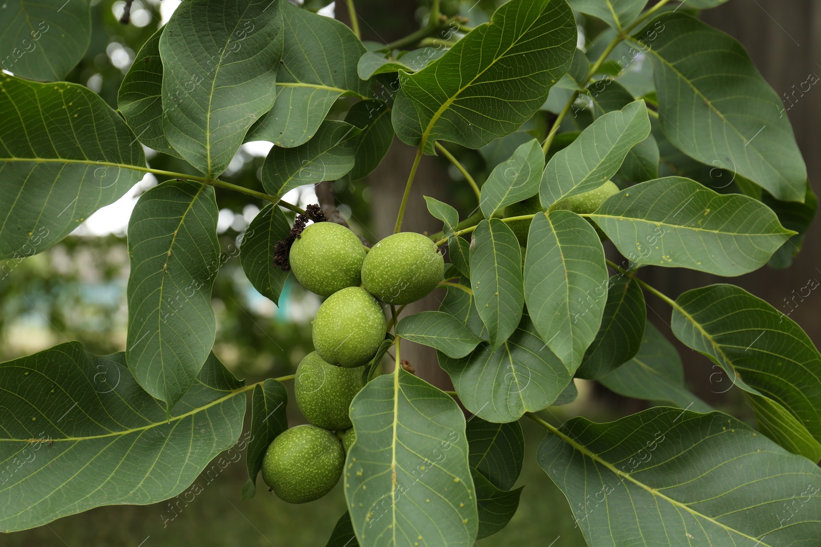 Photo of Green unripe walnuts on tree branch outdoors