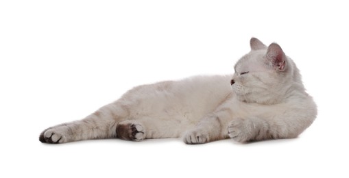 Cute British Shorthair cat on white background