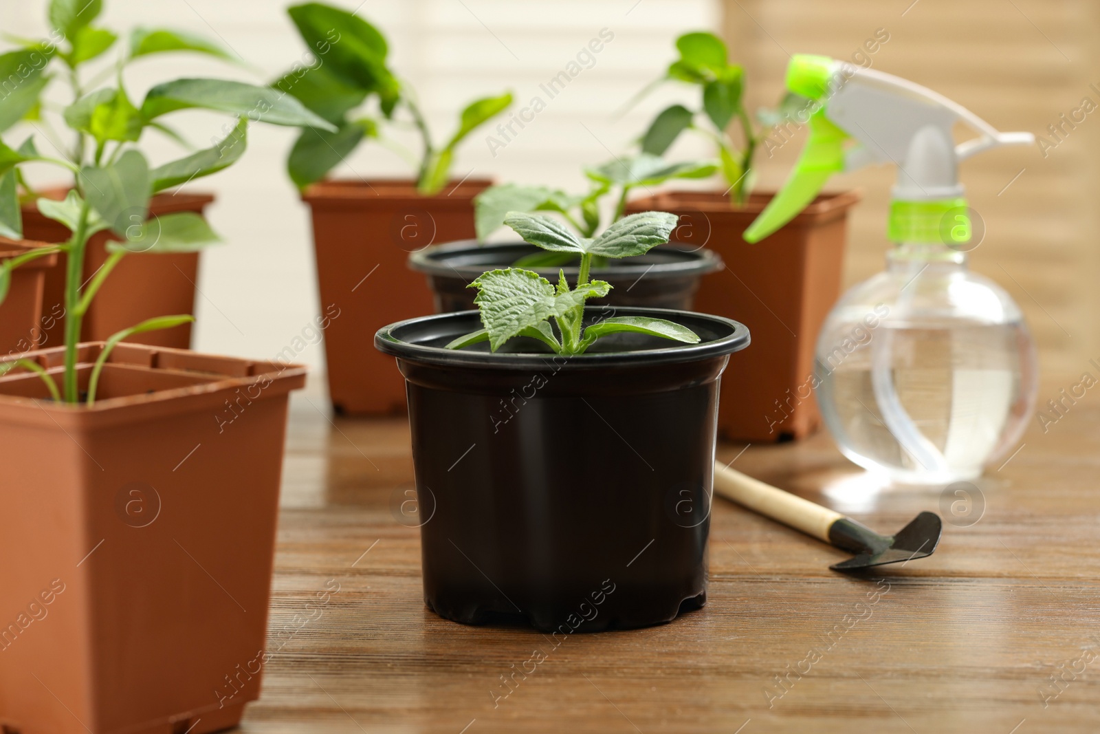 Photo of Seedlings growing in plastic containers with soil, gardening shovel and spray bottle on wooden table