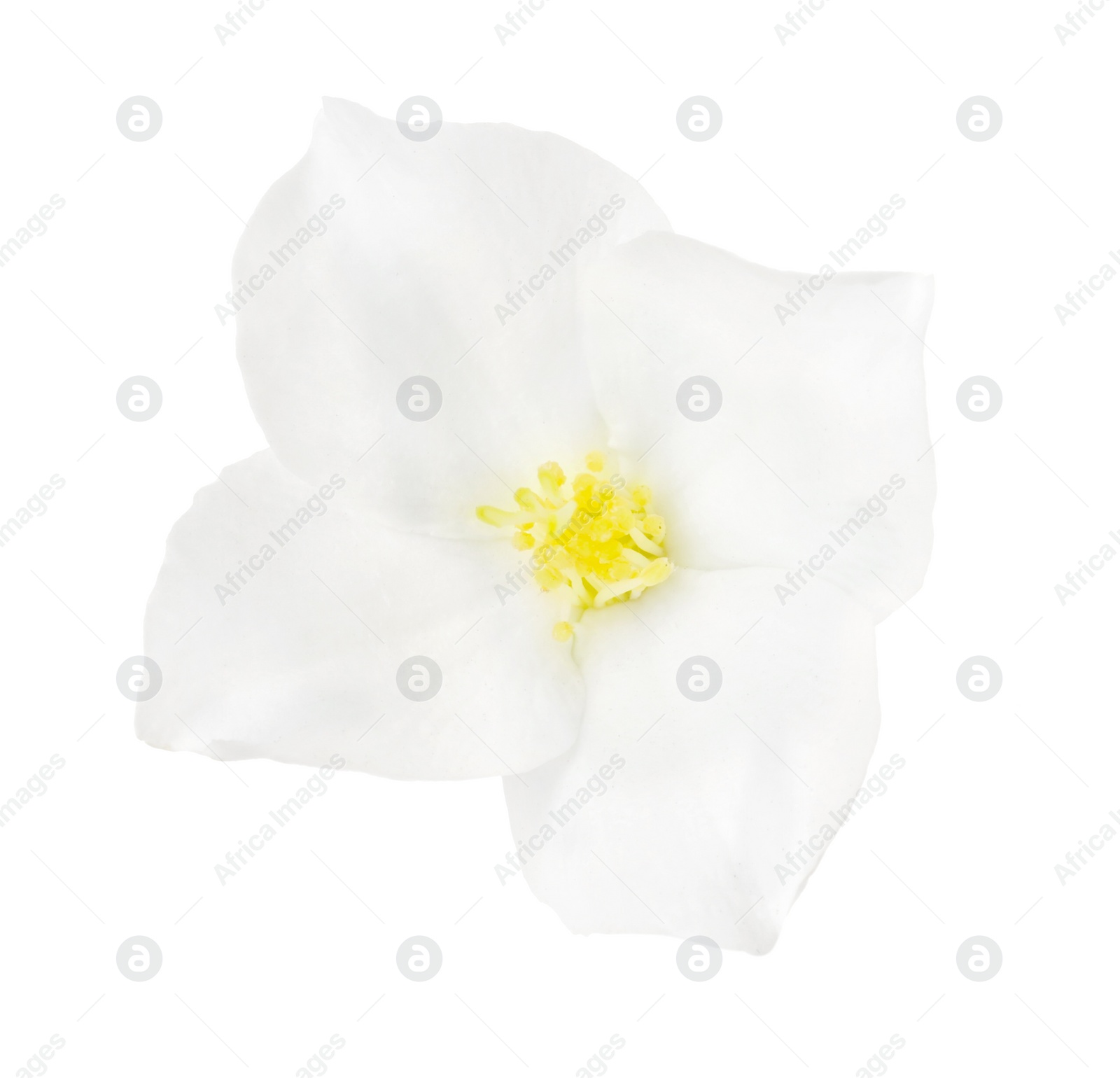 Photo of Beautiful delicate jasmine flower isolated on white