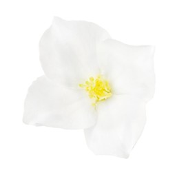 Beautiful delicate jasmine flower isolated on white