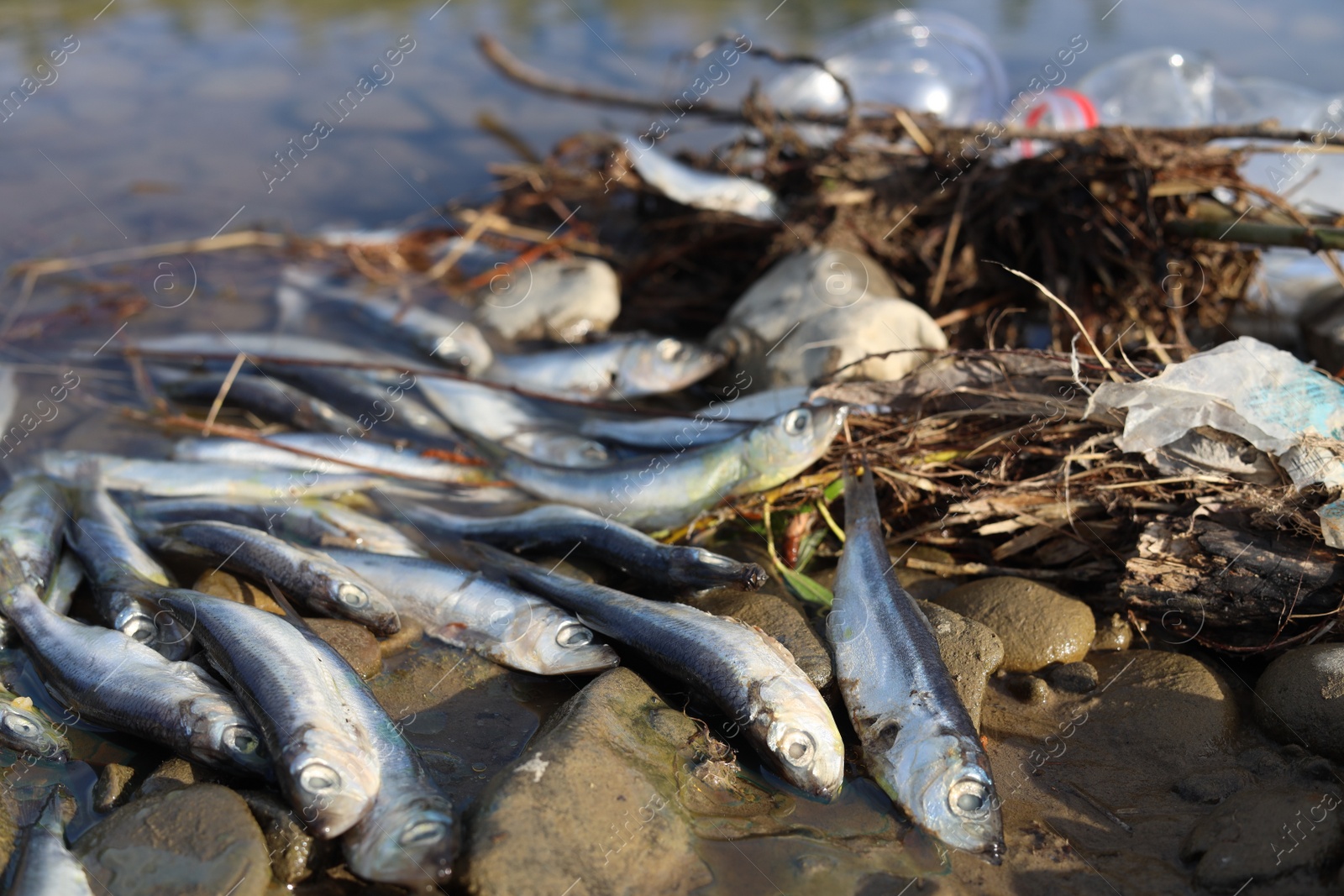 Photo of Dead fishes on stones near river. Environmental pollution concept