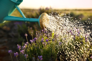 Photo of Watering blooming lavender flowers in field. Gardening tools