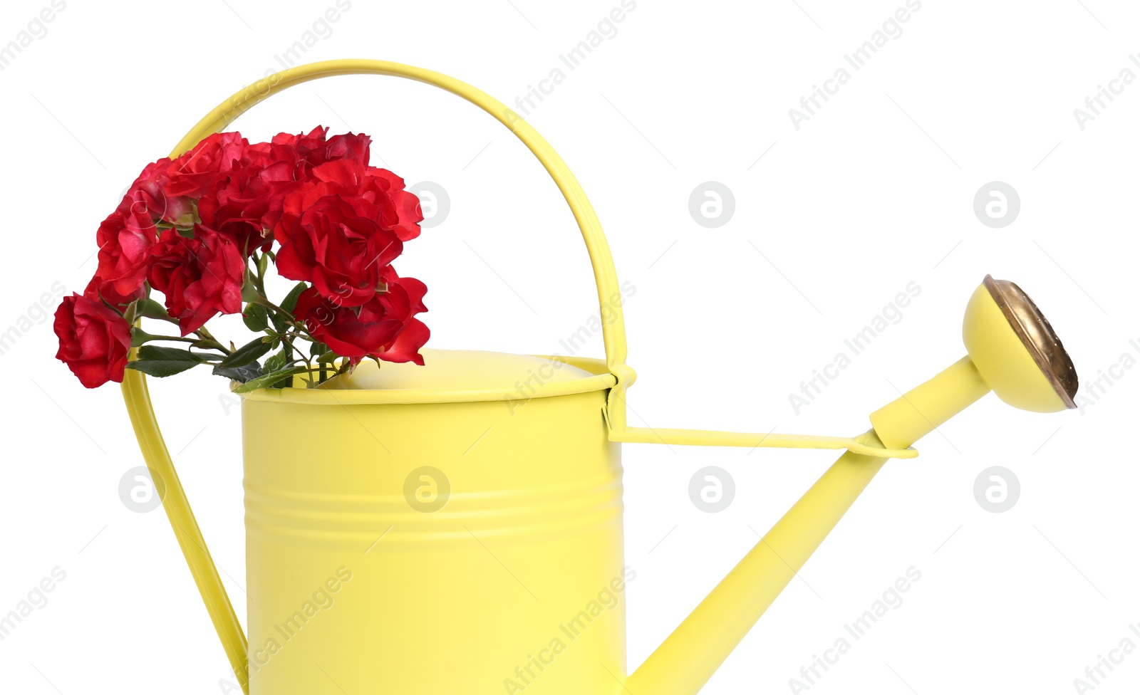 Photo of Beautiful roses in watering can isolated on white