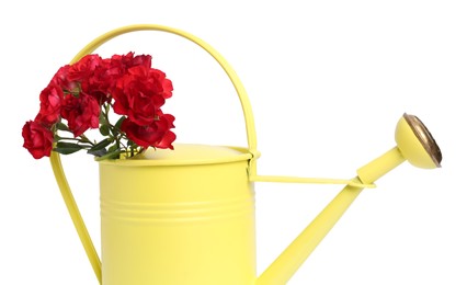 Photo of Beautiful roses in watering can isolated on white