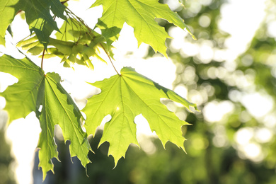 Closeup view of maple tree with young fresh green leaves outdoors on spring day