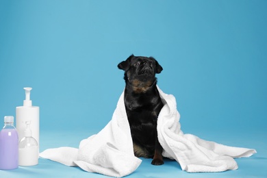 Cute black Petit Brabancon dog, bath accessories and bubbles on light blue background