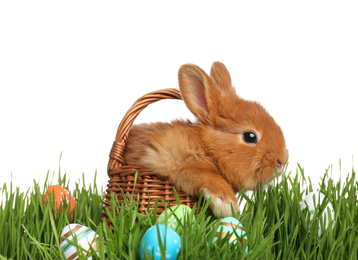 Photo of Adorable fluffy bunny in wicker basket and Easter eggs on green grass, white background