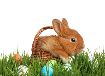 Adorable fluffy bunny in wicker basket and Easter eggs on green grass, white background