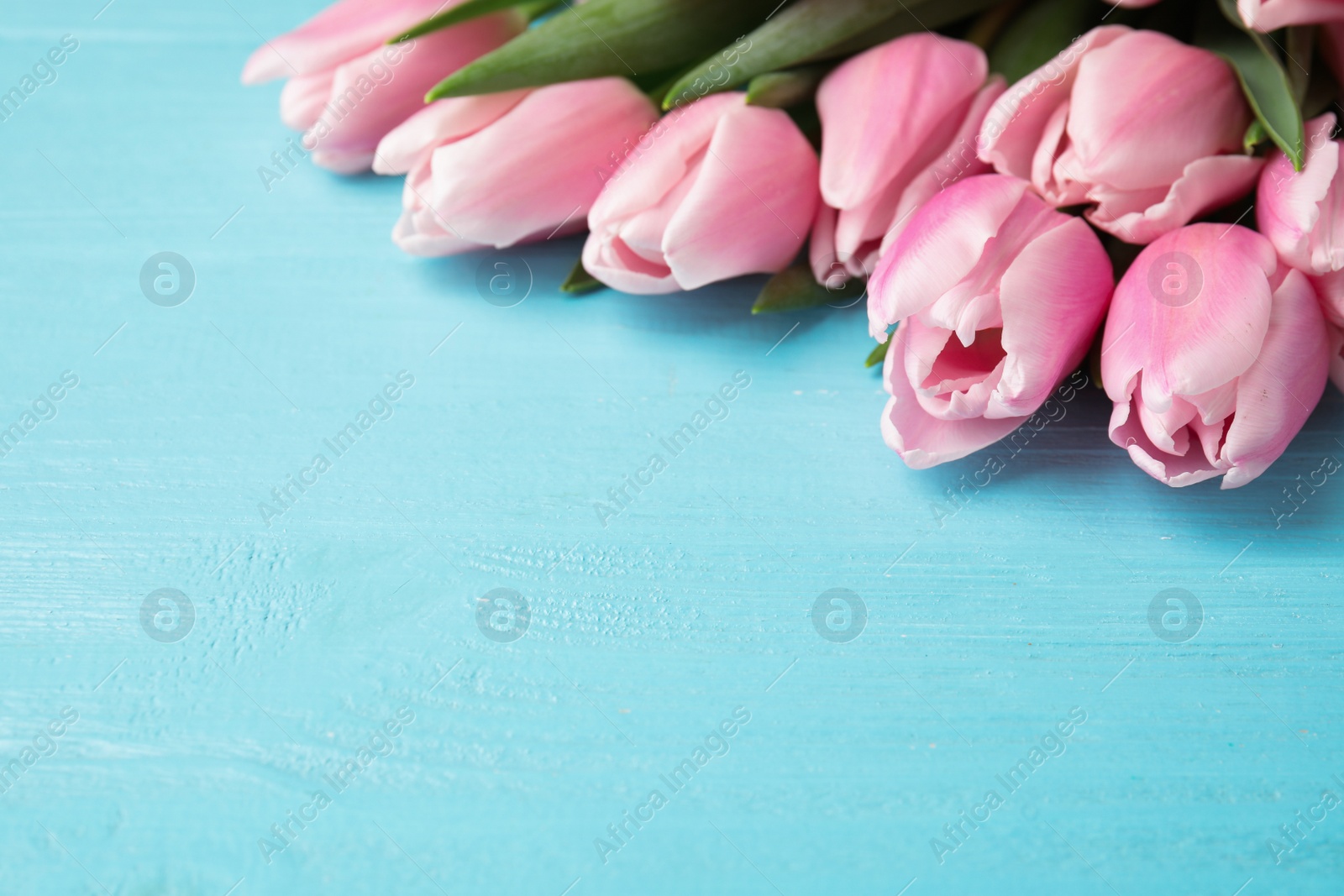 Photo of Beautiful pink spring tulips on light blue wooden background. Space for text