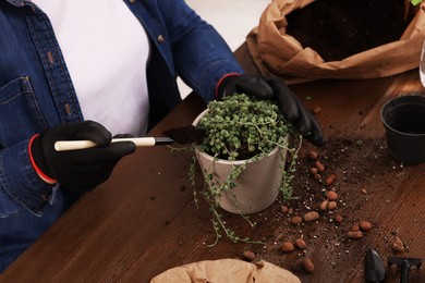 Photo of Woman transplanting houseplant into new pot at wooden table indoors, closeup