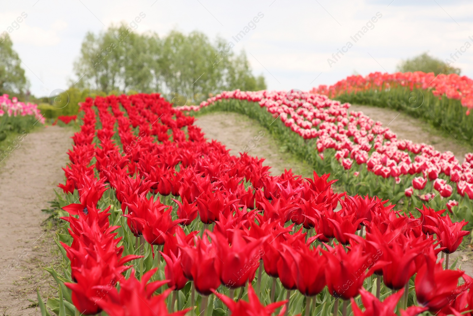 Photo of Beautiful red tulip flowers growing in field