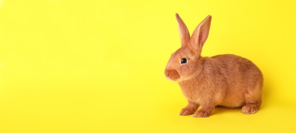 Photo of Cute bunny on yellow background. Easter symbol