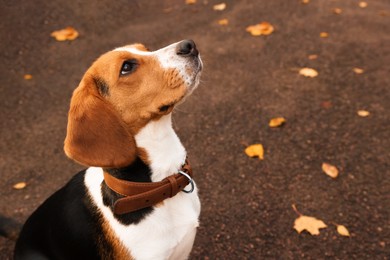 Photo of Adorable Beagle dog in stylish collar outdoors. Space for text